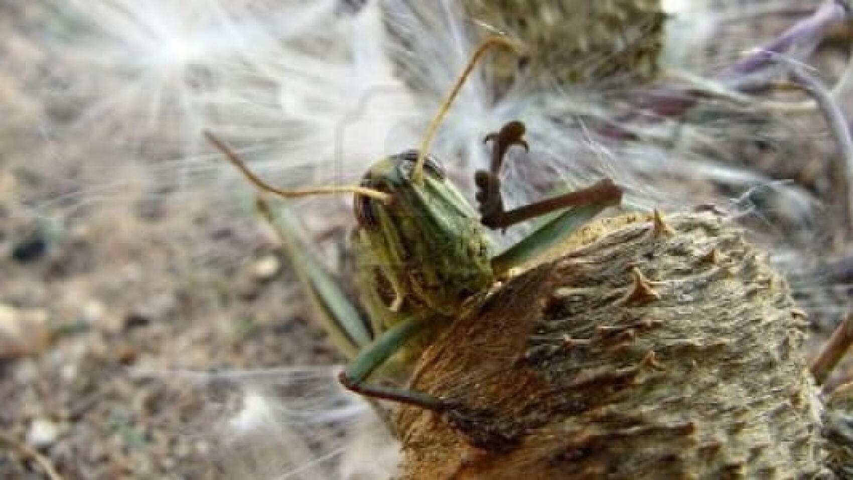 La petite bête qui va manger la grosse