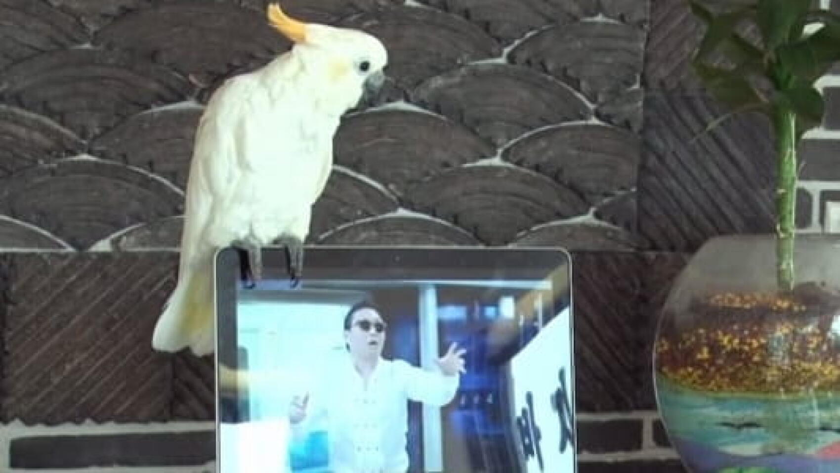 Putain de gangnam style