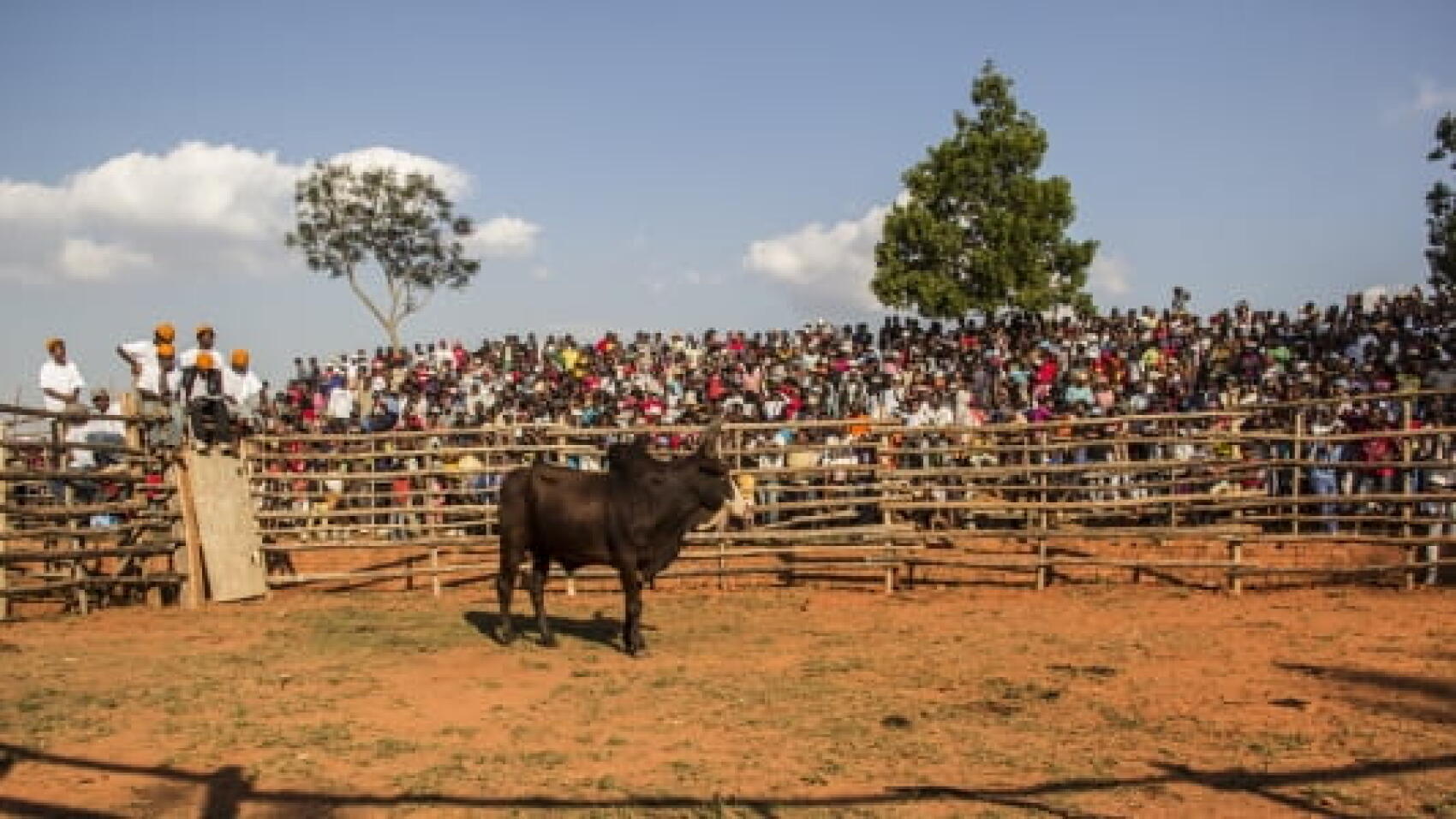 L’art du Savika, tauromachie malgache
