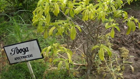L'iboga, substitution à la cocaïne ?