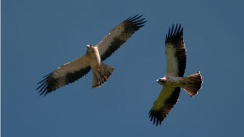 Un aigle capture un enfant