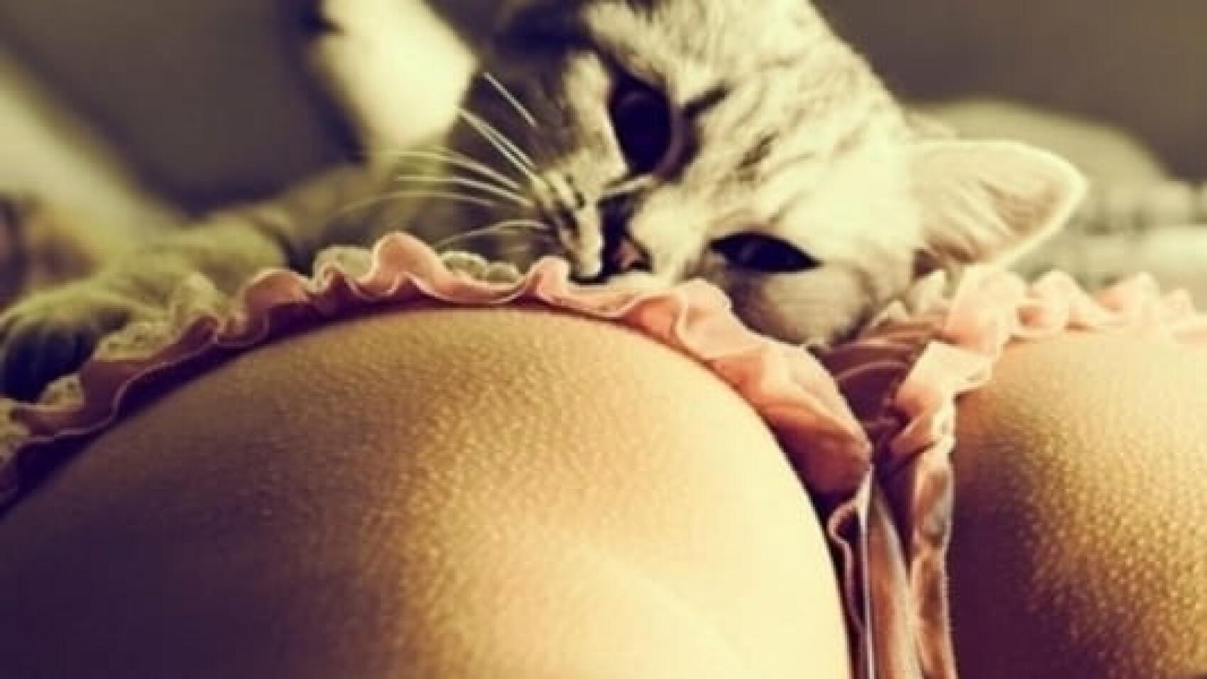 Des putes et des chats