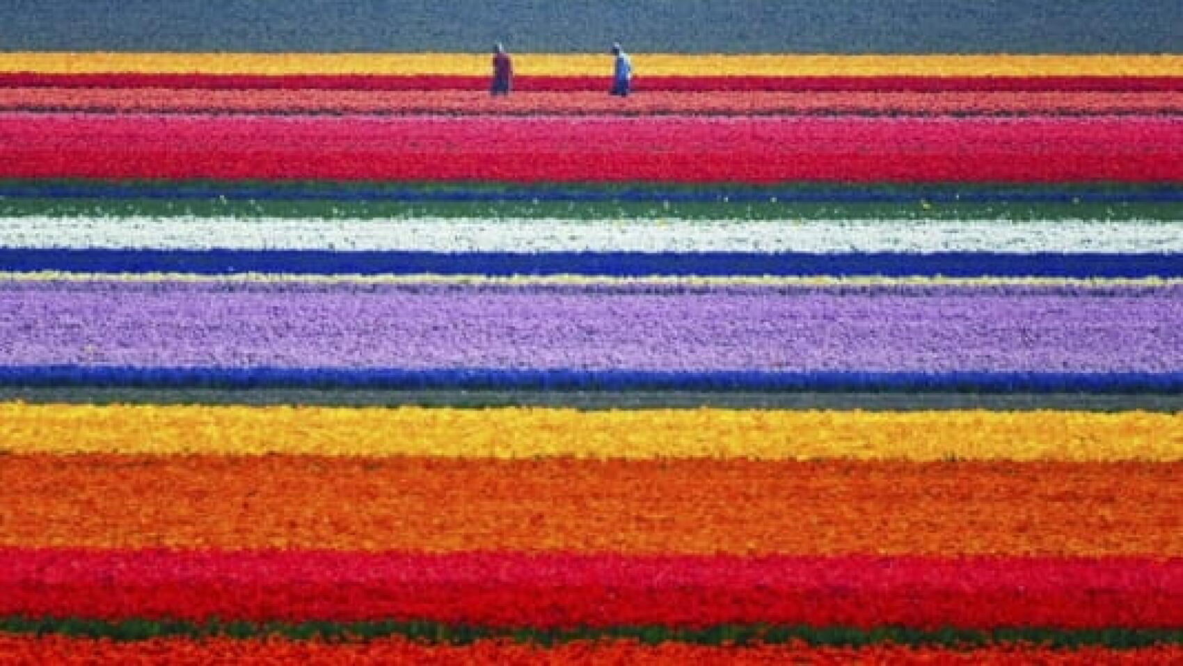 La Playlist Mensuelle du Dimanche