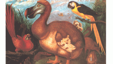 Le cauchemar de Darwin