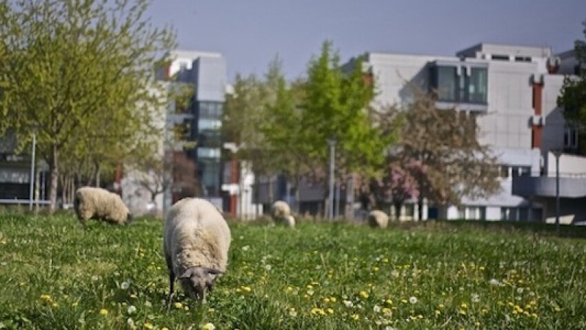 Broute-Saint Denis, les moutons en bas de la cité