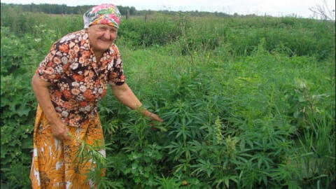 Un disneyland de la weed