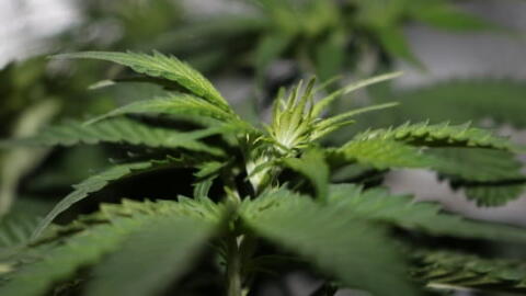 Le Canada a légalisé la weed et depuis c’est la pénurie