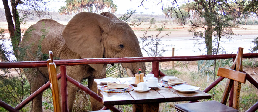Au Kenya, des habitants manifestent… contre les éléphants