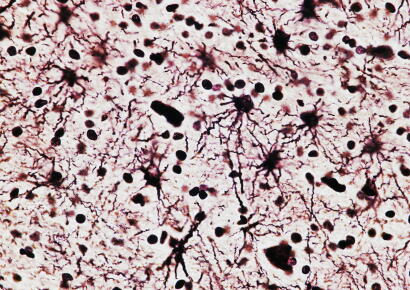 Visuel en Une © Getty Images / DE AGOSTINI PICTURE LIBRARY / Contributeur