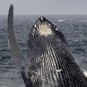 Les tempêtes solaires augmentent les échouages de baleines