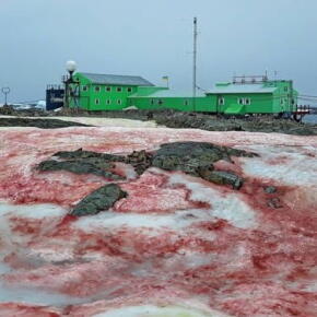 De la neige rouge retrouvée en Antarctique
