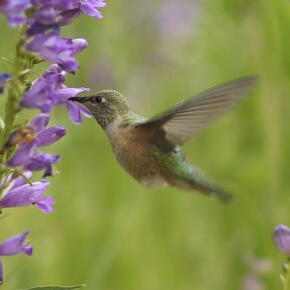 Un oiseau dinosaure découvert dans de l'ambre