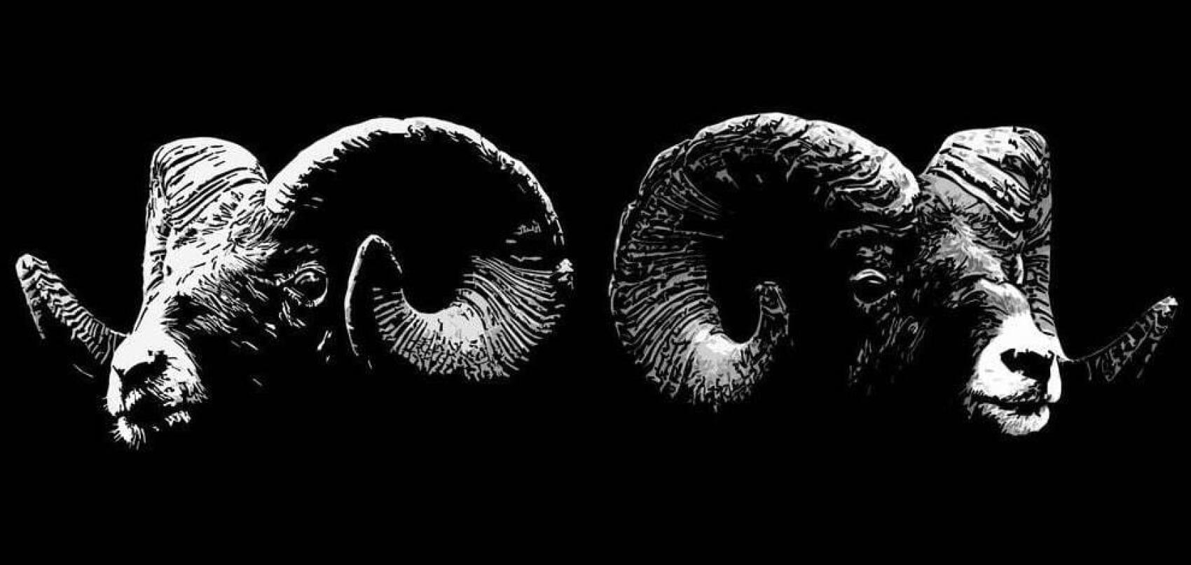 Découvrez Dub Shepherds, les bergers du reggae-dub auvergnat