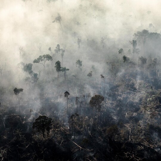 La forêt amazonienne pourrait bientôt disparaître