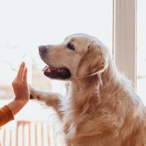 Une expérience montre que des chiens peuvent répondre et obéir à des robots