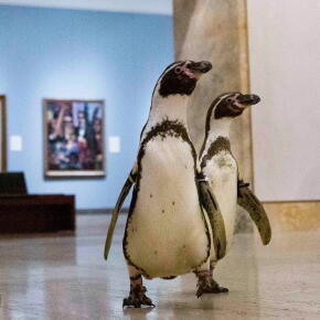 Des manchots visitent un musée aux Etats-Unis et les nouvelles mesures du Ciem pour limiter les prises accidentelles de dauphins