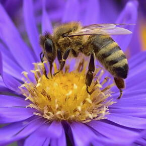 Larguer des bulles de savon pour polliniser les fleurs