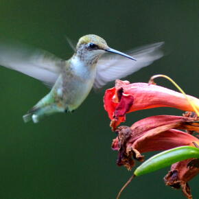 Les oiseaux perçoivent des couleurs que les humains ne voient pas