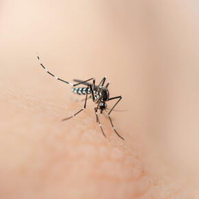 Lâcher des moustiques par drone pour lutter contre leur reproduction