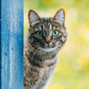 Un chat enragé terrorise la Toscane