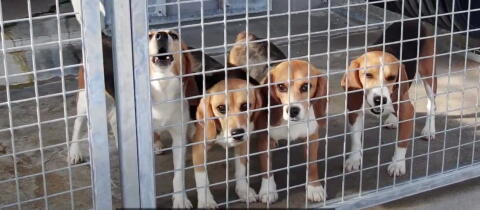 De chiens maltraités