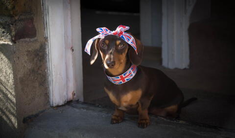 Les chiens anglais sont en meilleure santé que les autres