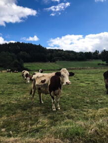 [Chronique] Cubi Et Orbi : confite en Auvergne