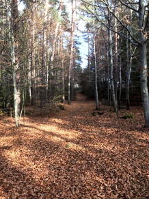 [Chronique] Cubi Et Orbi : le cerf d'Auvergne