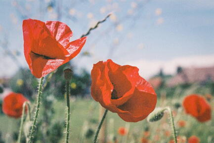 coquelicots