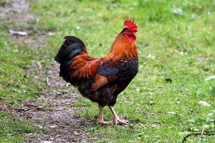 Wikipedia / Creative Commons - ©Remi Jouan