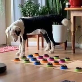 @What_about_bunny sur Tik Tok