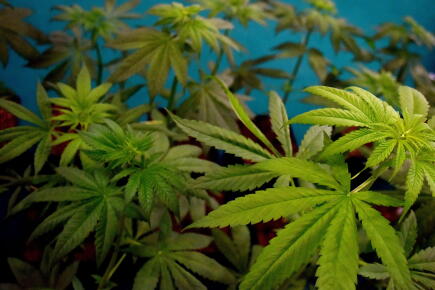 Cannabis © Getty Images / Simona Granati - Corbis