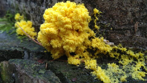 Blob_Physarum_polycephalum_Wikimedia-Commons