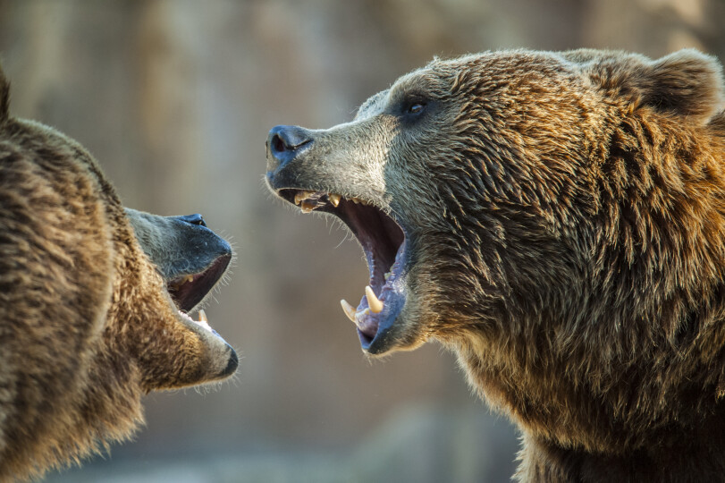 Brown-bears-fighting-with-open-mouth-showing-his-fangs_GettyimagesDaniel-Hernanz-Ramos