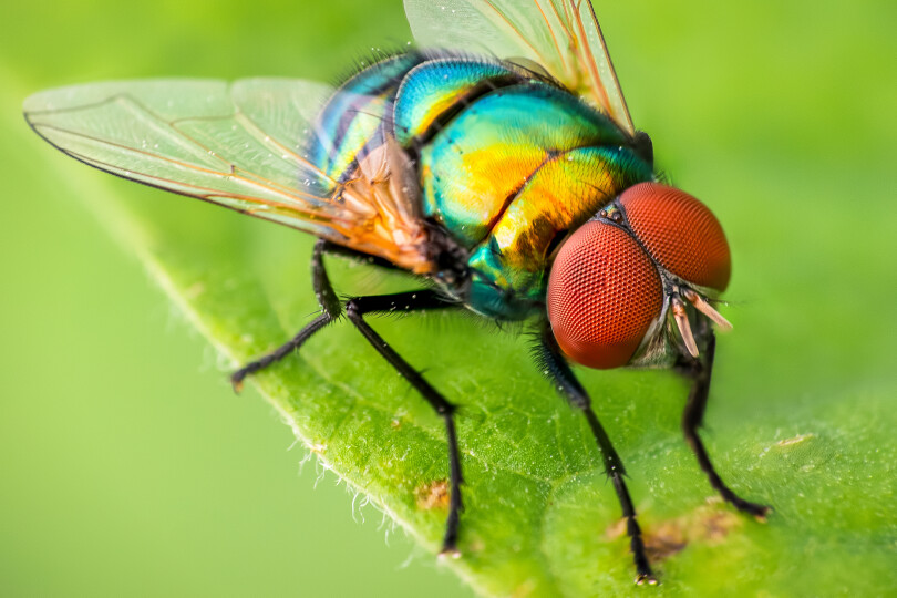 Macro-of-a-colorful-garden-fly_GettyimagesAmith-Nag-Photography