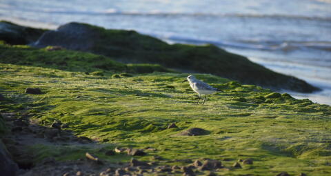Piper-Sandpiper-Sanderling-Walking-On-Moss_GettyimagesKeidy-SotoEyeEm