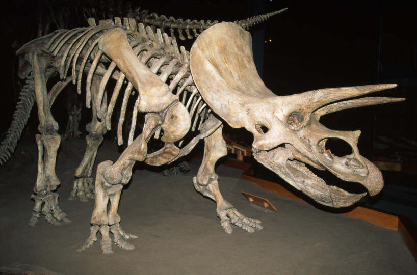 Triceratops-Dinosaur-Fossil_GettyimagesKevinSchafer.jpg
