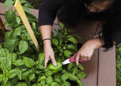 Volunteers-Garden-For-Food-Insecure-Communities_GettyimagesBoston-Globe