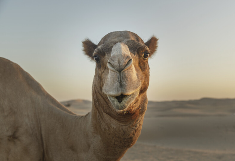 Cloner son chameau pour remporter un concours de beauté, c’est courant