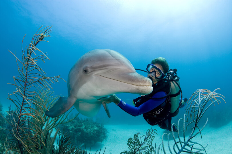 Atlantic-bottlenose-dolphin-Tursiops-truncatus-with-diver-underwater-Photos_GettyimagesStephen-Frink