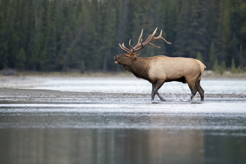 Elk-in-Rut-on-Athabasca-River_Gettyimagesjared-lloyd