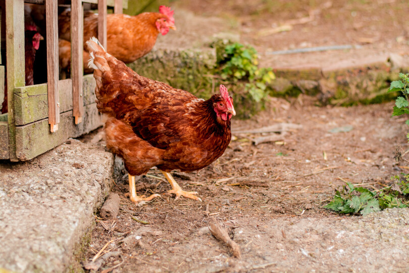 En Occitanie, 700 poules ont été sauvées de l’abattoir