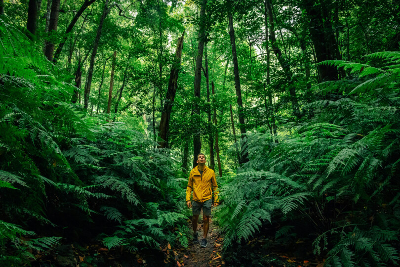 Hiker-with-yellow-coat-walking-in-the-deep-forest-of-the-Palma-island.-Paseando-por-los-bosques-verdes-de-Laurisilva-de-la-isla-de-La-Palma