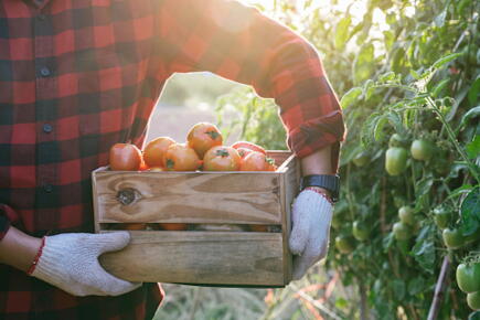 Détails du fichier joint Close-up-farmer-hold-a-wooden-crate-with-fresh-tomatoes-in-plant.-Food-vegetables-agriculture_GettyimagesPramote-Polyamate
