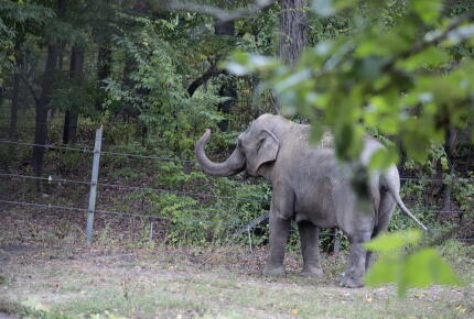 Isolated-elephants-at-the-Bronx-Zoo_GettyimagesAndrew-Lichtenstein-Contributeur