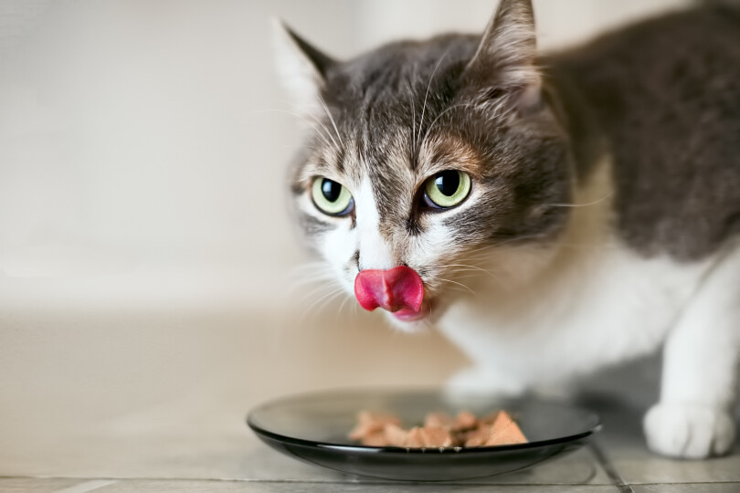 Le-chat-mange-de-la-nourriture-et-leche-une-grosse-langue_GettyimagesSergey-Pakulin