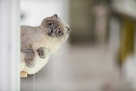 Scottish-fold-playing_GettyimagesNico-De-Pasquale-Photography