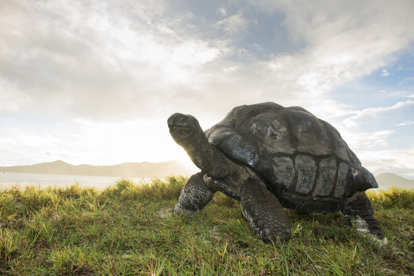 Aldabra-giant-tortoise-at-edge-of-beach_GettyimagesJames-Warwick