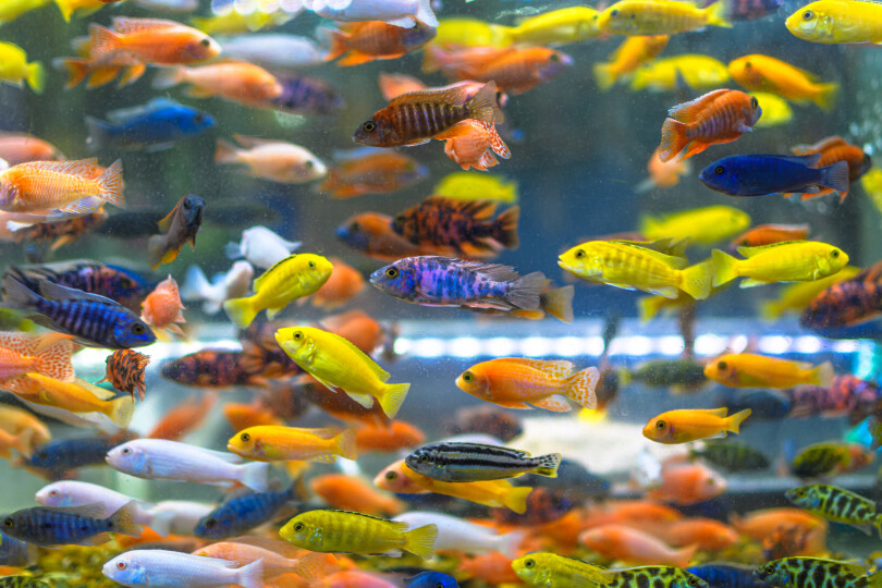 Close-Up-of-Colourful-Tropical-Fishs-in-Tank-Aquarium_Gettyimagessakchai-vongsasiripat