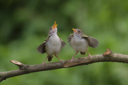 Un best of de chants d’oiseaux cartonne en Australie